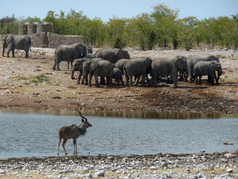 koudou et elephants Etosha FP.jpg - Koudou et éléphants à Etosha